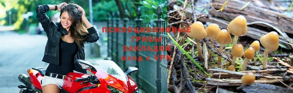 сатива Арсеньев